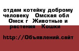 отдам котейку доброму человеку - Омская обл., Омск г. Животные и растения » Кошки   